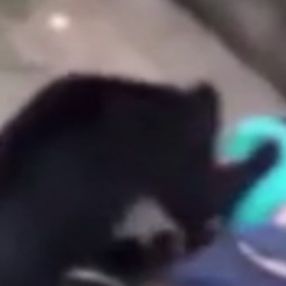 Hindistan’da ayı, sokak ortasında bir kişiye saldırdı