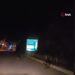 Gümüşhane'de ayılar şehre indi