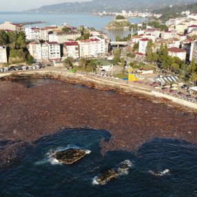 Giresun'da sel nedeniyle ağaçlar denize sürüklendi