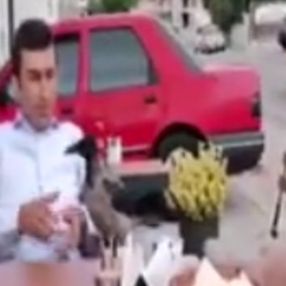 Bolu'da karga, müşterinin yemeğine ortak oldu