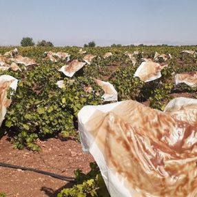Adıyaman'da üzüm bağları pestil tarlasına döndü