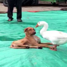 Düzce'de kaz ile köpeğin örnek arkadaşlığı