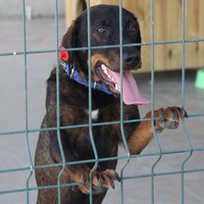 Yaralı rolündeki tiyatrocuya sarılan köpeği belediye sahiplendi