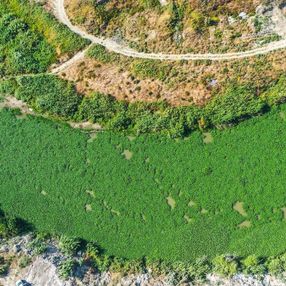 Su sümbülleri, Asi Nehri'nin yüzeyini kapattı