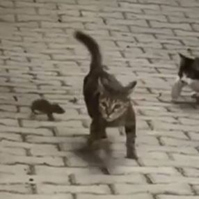 Hatay'da fareyi kenara sıkıştırmaya çalışan kediler pişman oldu