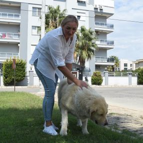 İzmir'de Elena, kanser olan sokak köpeği için Rusya'dan ilaç getirtti