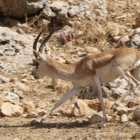 Şırnak'ta, Cudi Dağı'na 50 ceylan bırakıldı