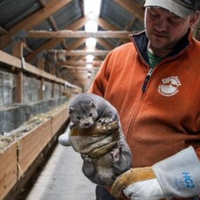 Danimarka'da korona yüzünden 1 milyona yakın vizon öldürülecek