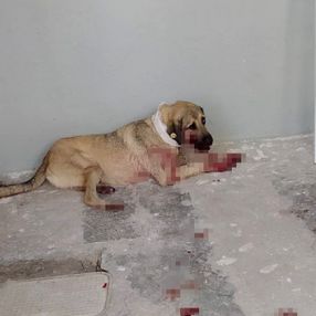 İzmir'de sokak köpeğini, Hayvanları Koruma Günü'nde vurdu