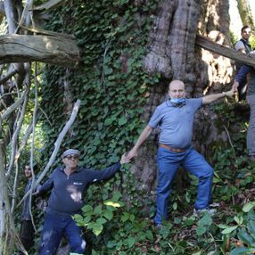 Artvin'de Türkiye’nin en geniş çaplı porsuk ağacı tescillendi