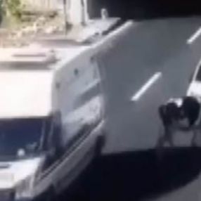 Kahramanmaraş'ta otoyoldaki ineğe otomobil çarptı