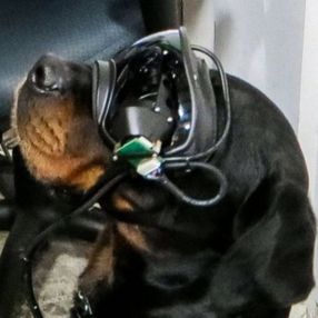 ABD ordusu, köpeklerde artırılmış gerçeklik teknolojisini deniyor