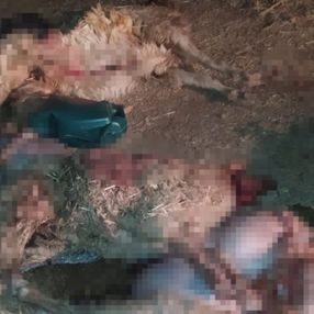 Şanlıurfa'da 150 koyun, yediği zehirli bitkiden telef oldu