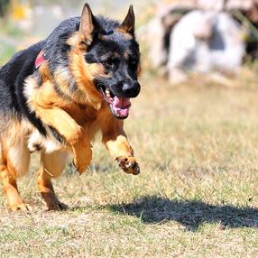 TSK'nın eğitimli köpekleri, zorlu süreçten geçiyor