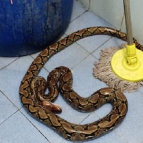 Tayland’da tuvaletteki kadının kalçasını 2 metrelik piton ısırdı