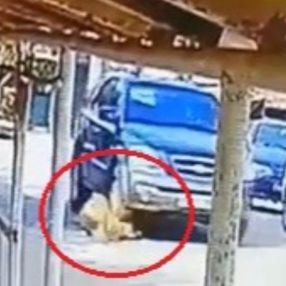 Kocaeli'de bir sürücü, yerde yatan köpeği ezdi
