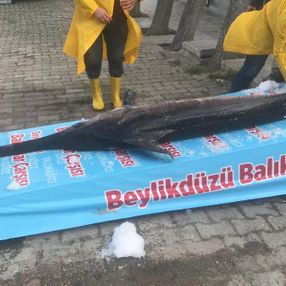 Marmara Denizi açıklarında 3 metrelik kılıç balığı yakalandı