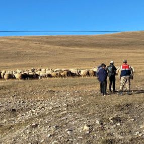 Ardahan'da kaybolan küçükbaş hayvanlar drone ile bulundu