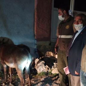 Kars'ta eşeğe eziyet eden iki kişiye ceza verildi
