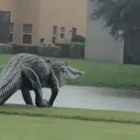 Florida'daki golf sahasında timsah görüntülendi