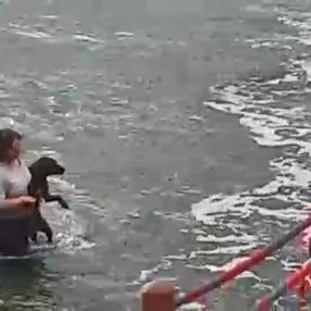 Kocaeli'de bir veteriner, köpeği boğulmaktan kurtardı