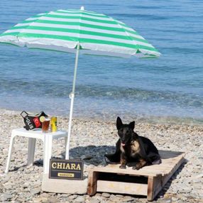 Narkotik köpeği Çayra emekli oldu