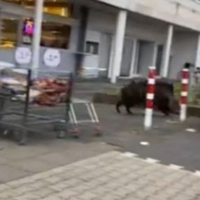 Almanya’da aç kalan yaban domuzu süpermarkete daldı