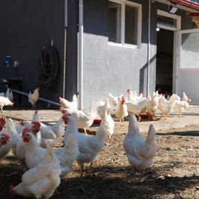 Afyonkarahisar'da okula kurulan kümes, öğrencilere burs oldu