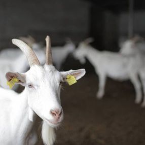 Keçi sütünde koronaya karşı etkili protein keşfedildi