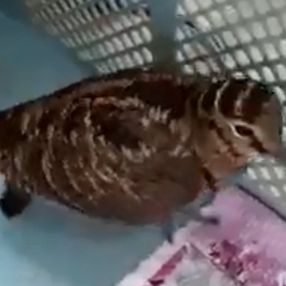 Antalya'da kafese konulan çulluk, stresten öldü