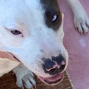 Adana’da tehlikeli köpekleri besleyen 9 kişiye toplam 86 bin 67 TL ceza