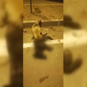 Kars'ta tilki, telef olan köpeği yedi