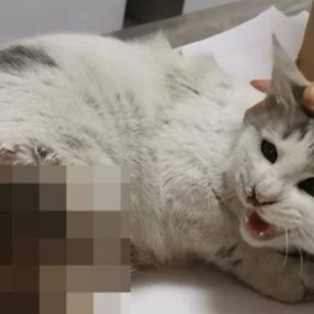 Diyarbakır'da patileri kesilen kedi kurtarılamadı