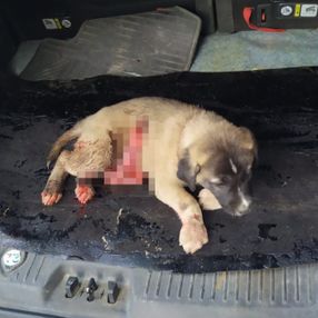 Mardin'de yaralanan yavru köpek kurtarılamadı