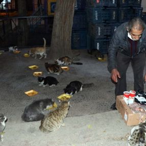 Gaziantep'teki evinde, 200 kediye bakıyor