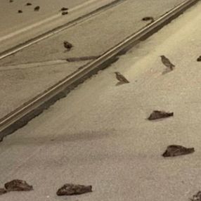 İtalya'da havai fişekler, yüzlerce kuşun ölümüne neden oldu