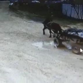 Tekirdağ'da at arabasıyla hırsızlık kamerada