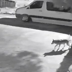 Giresun'da aç kalan kurtlar şehre indi