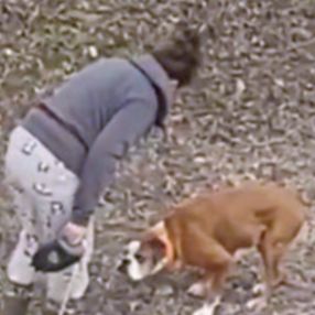 Antalya'da köpeklerini sopayla döven şahıs