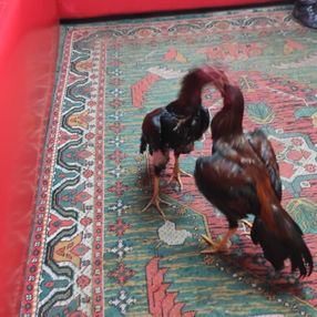 İzmir'de horoz dövüşü yapılan çay ocağına baskın