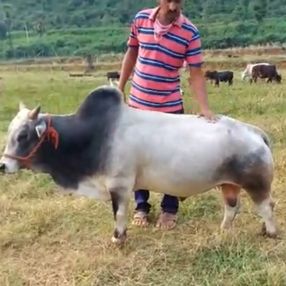 Hindistan’da dünyanın en kısa sığırlarının nesli tükeniyor
