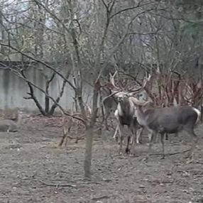 Zonguldak'ta hayvanat bahçesindeki geyiği kaçırıp yiyen 2 kişi tutuklandı