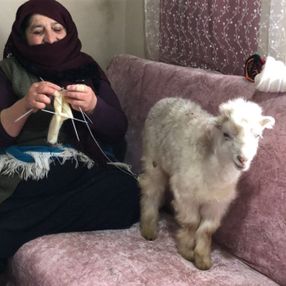 Ardahan'da 5 çocuk annesi, kuzularına evde bakıyor