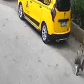 Antalya'da taşladığı kazlar tarafından kovalandı