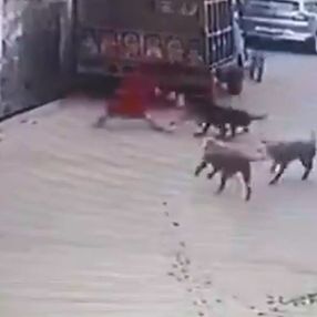 Hindistan'da sokak köpekleri küçük kıza saldırdı