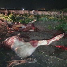 Adana'da, at kesimi yapanlara suçüstü