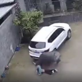 Çin'de bizon, çocuğa saldırdı