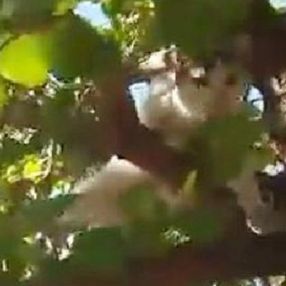 Denizli'de ağaçtaki kediyi Ege şivesiyle kurtarma çabası