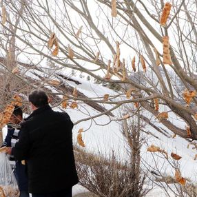 Erzurum'daki engelliler, kuşlar için 'rızık ağacı'na ekmek astı