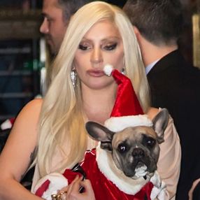 Lady Gaga'nın köpeklerinin çalınmasıyla ilgili 5 kişi gözaltında